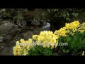 Primula strumosa in Tibet