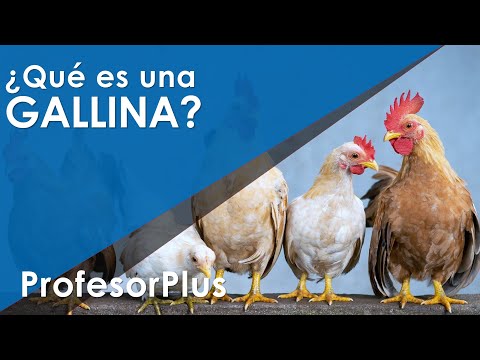 Vídeo: Què és una gallina?