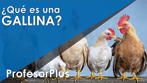 ¿Qué especie tiene la gallina?