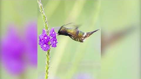 Bird Photography: Arenal Observatory Lodge Part 2 - Oct. 25’
