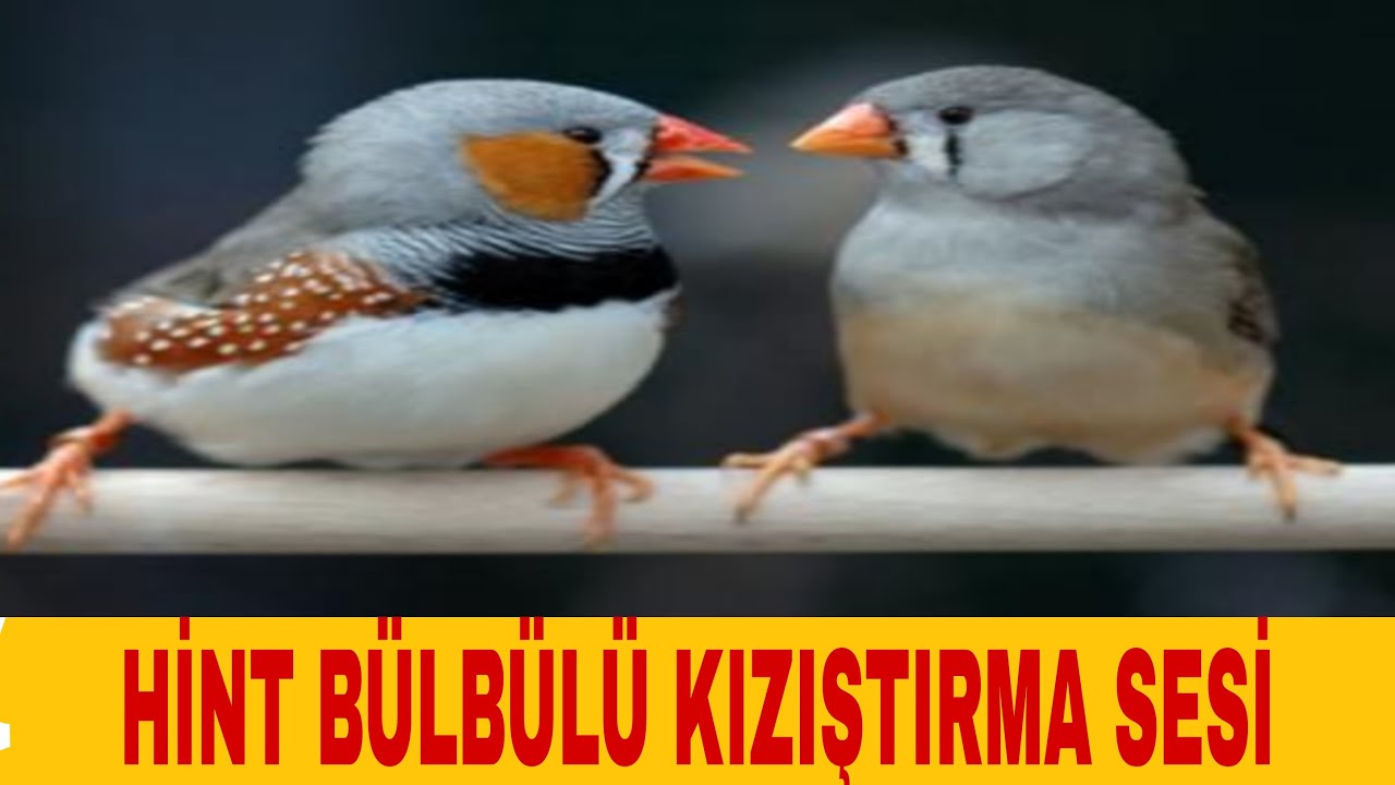 HİNT BÜLBÜLÜ SESİ MUHTEŞEM