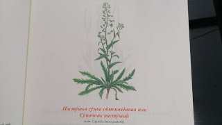 Пастушья сумка. Hirtentäschel. Lat.: Capsella bursa-pastoris. Мария Требен.