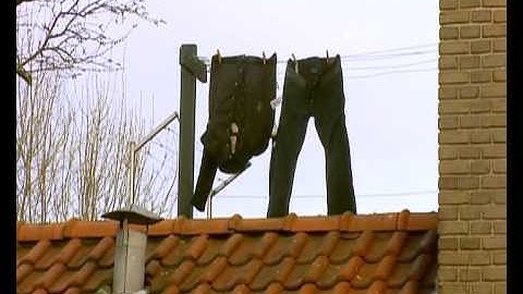 GPTV: Schijtende spreeuwen in Leeuwarden