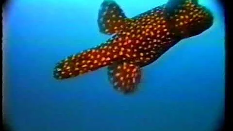 Dive Dive Dive Socorro Island 1988