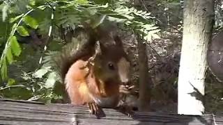 Seurasaari island squirrels 🐿️ Helsinki - Life in a Northern Town