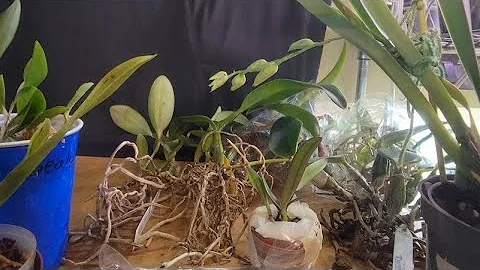 Orchid unboxing, Darrell's orchids sent by Jean An...