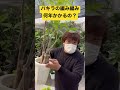 パキラの編み編み何年で出来るの?