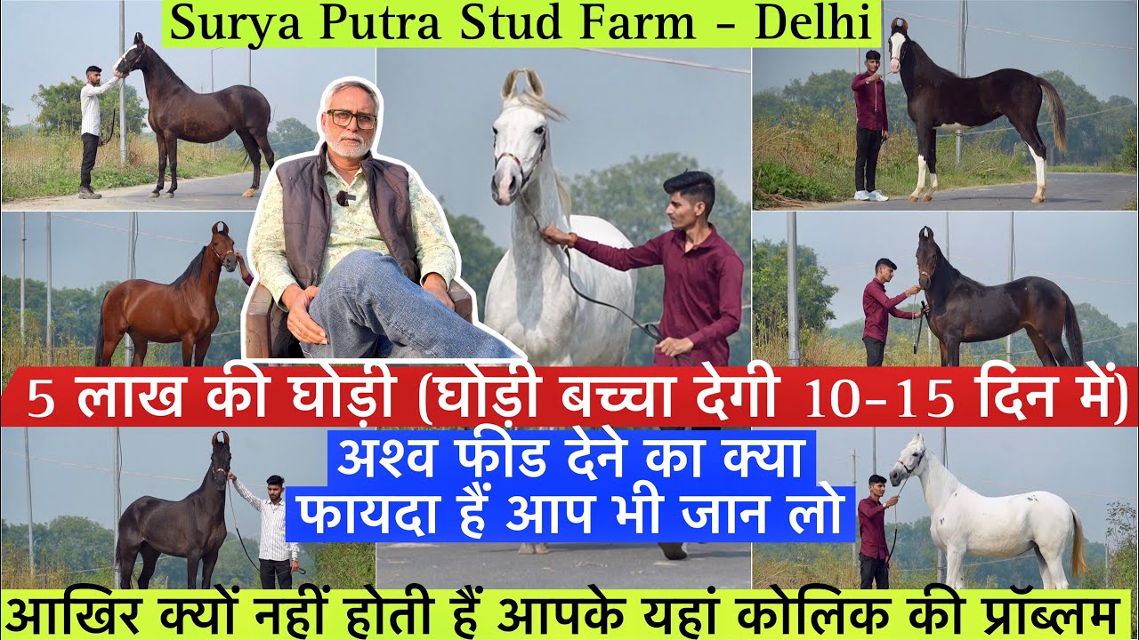 5 लाख की घोड़ी (घोड़ी बच्चा देगी 10-15 दिन में) अश्व फीड देने का क्या फायदा हैं जानिये !