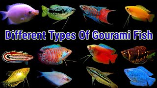 Different Types Of Gourami Fish