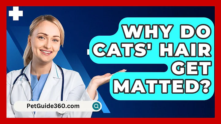 Why Do Cats' Hair Get Matted? - PetGuide360.com