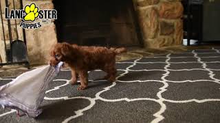 Lively Cavapoo Puppy