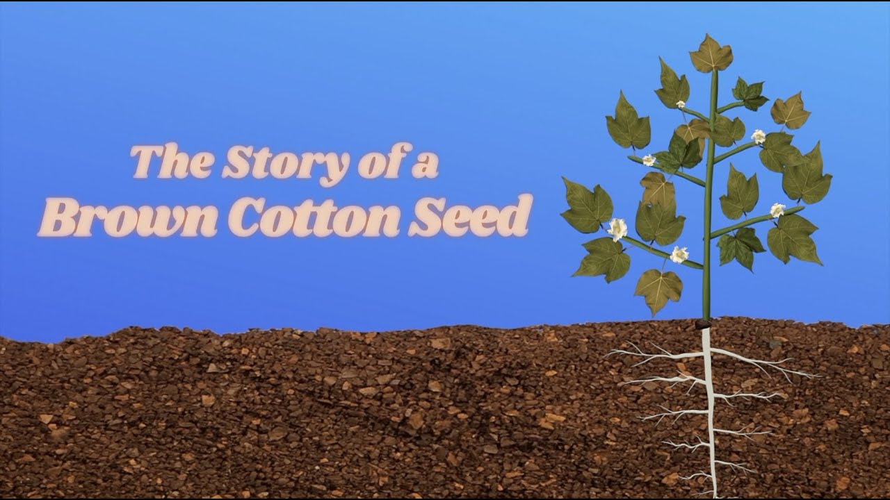 Acadian Brown Cotton: Story of a Brown Cotton Seed