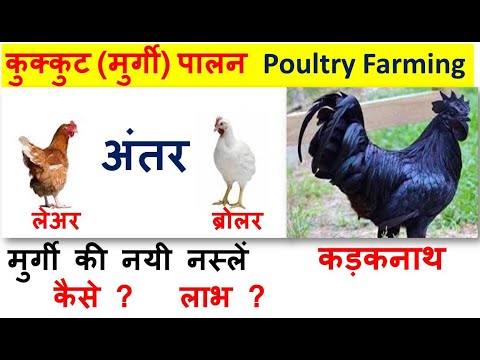 poultry farming,differences between broilers and layers,कुक्कुट पालन,मुर्गी  पालन,9th NCERT science,