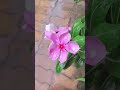 #shorts #shortvideo #viralshort #viralvideo #homegardening #gardeningtips #flowerplant