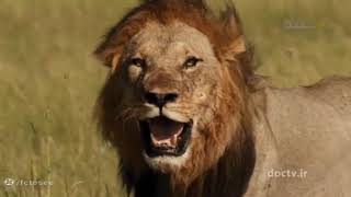 مرگبارترین حیوانات آفریقا - 4 | مستند حیات وحش دوبله فارسی#مستند #حیات_وحش #حیوانات