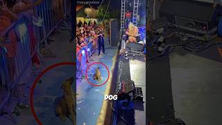 Singer Stops Concert For A Stray Dog ❤️ #shorts Singer Stops Concert For A Stray Dog ❤️ #shorts