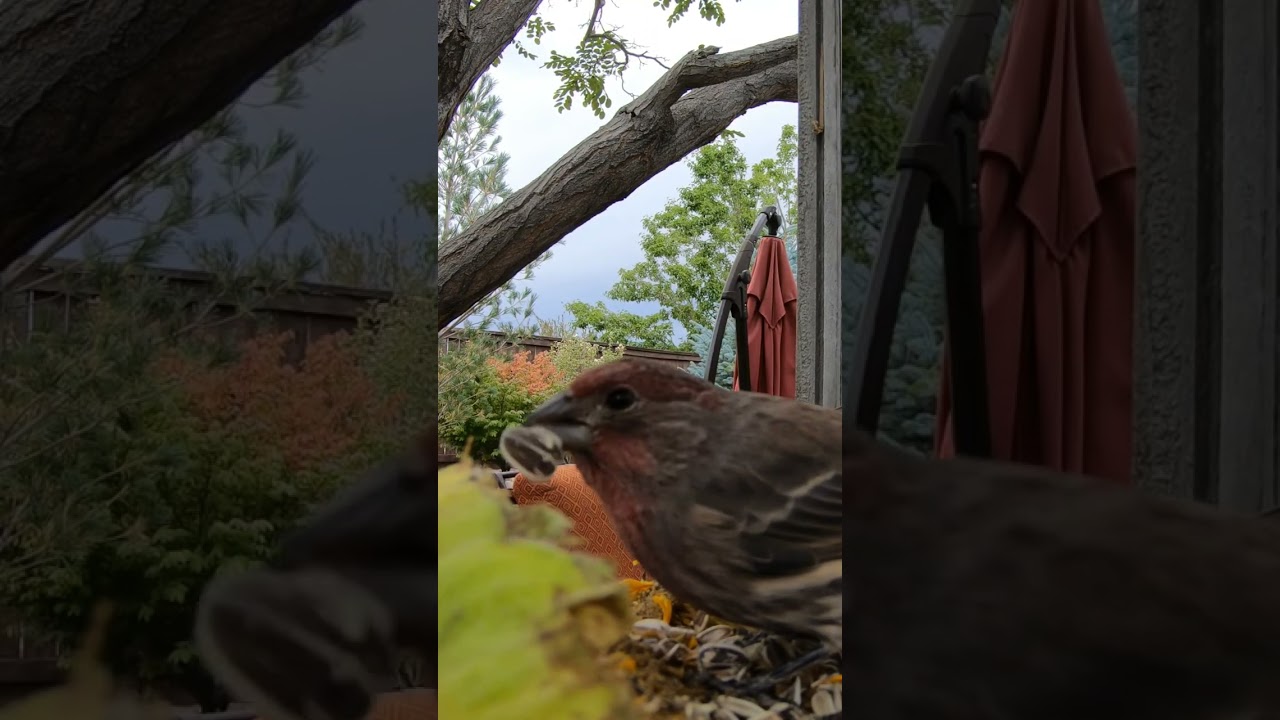 Can Birds🪶 Resist the Alluring Charm of Seeds🌱?  