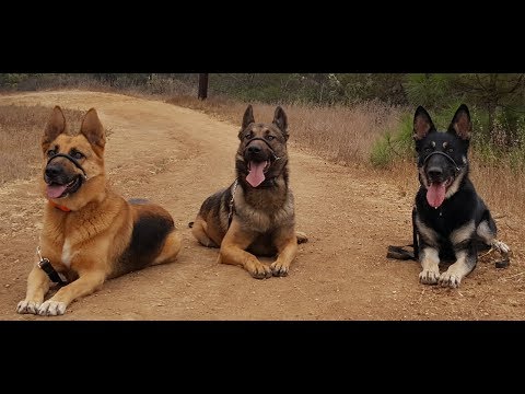 วีดีโอ: การฝึกสุนัข: ข้อดีข้อเสียของการใช้ Dog Halti