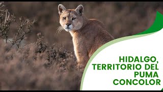 Hidalgo, territorio del puma concolor