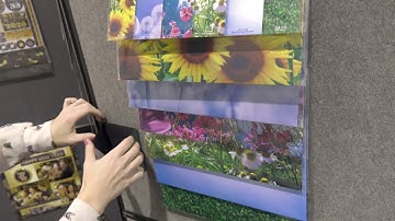 Reminisce | Explore the Beauty of the Wildflower Collection