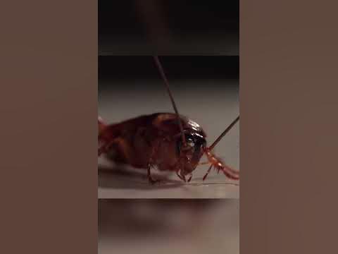 Тараканы - совершенные биомашины. Вы об этом не знали - YouTube