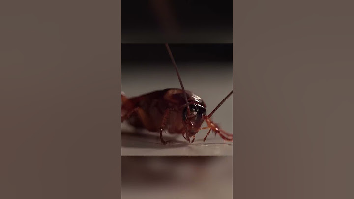 Cockroaches are perfect biomachines. You didn't know about it