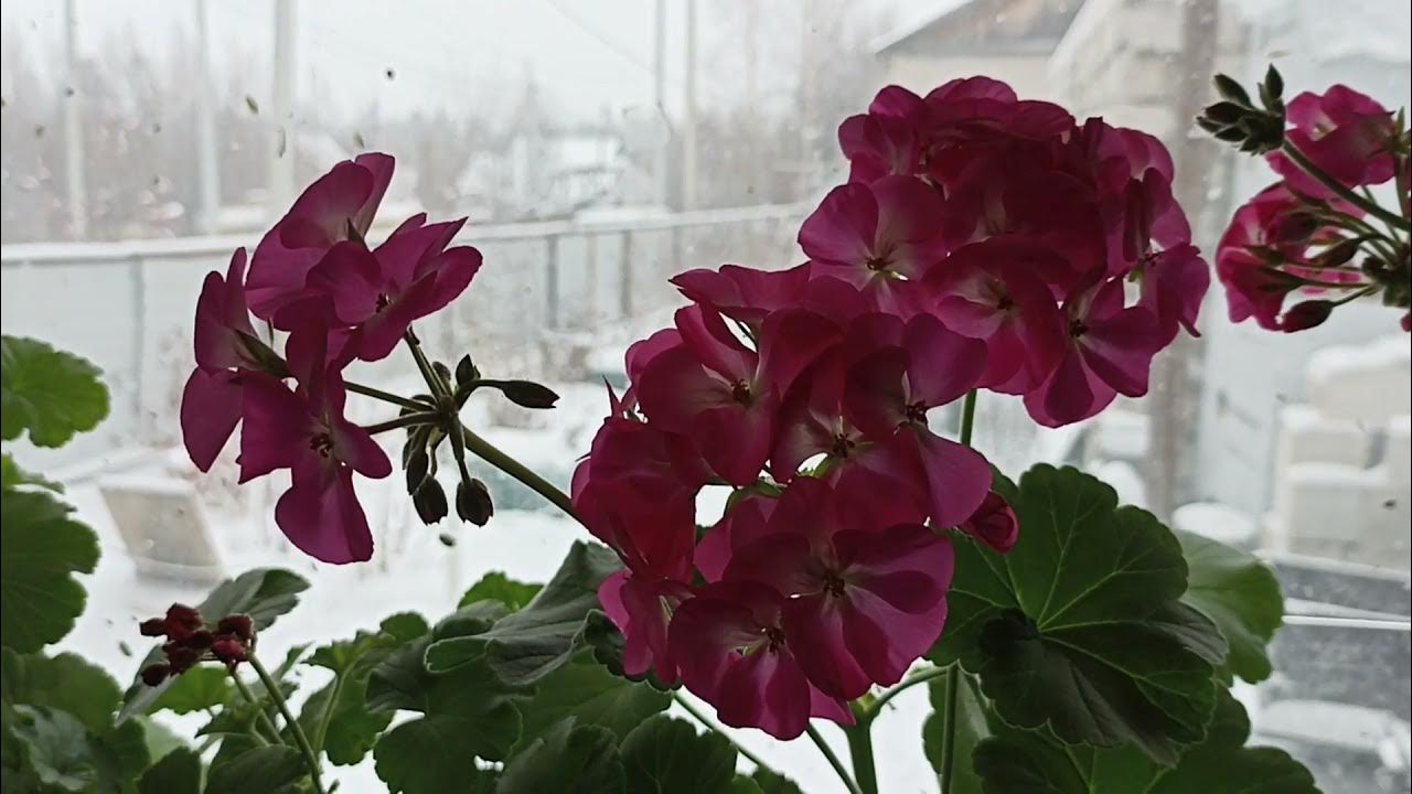 Как выглядит пеларгония выращенная из семян - YouTube
