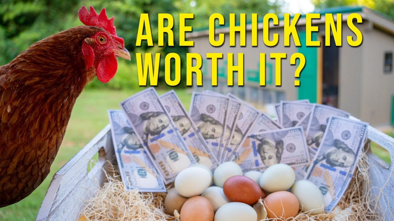 The True Cost of Raising Backyard Chickens in 2025