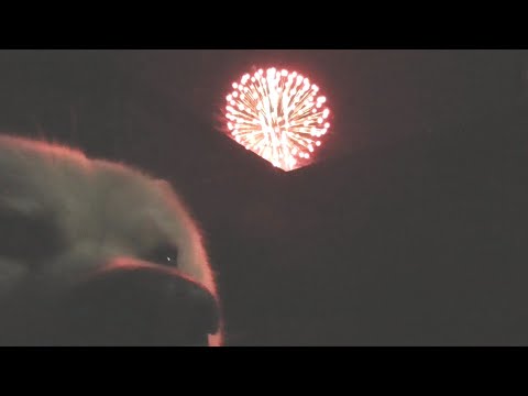 【秋田犬ゆうき】毎年恒例となった学園祭の花火を外で見たら迫力があり過ぎて固まる【akita dog】