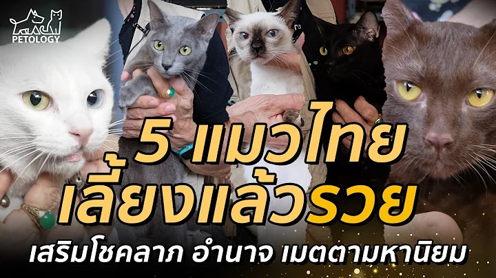 Video 11853501: cat breed, thai cat, cat lovers