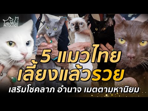 วีดีโอ: 3 วิธีในการพับผ้าขนหนู