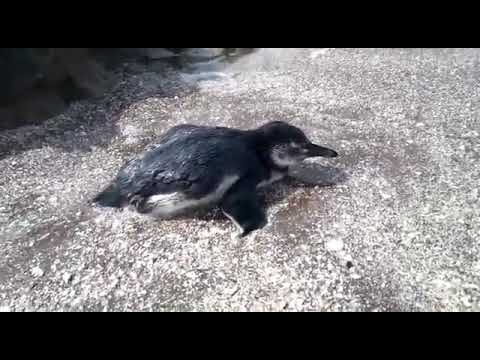 Rescate de pingüino en la costa de  Monte Hermoso