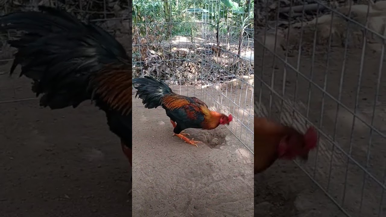 Tóp 2 bé ae xem tham khảo, yêu thương bảo tồn Động vật, LH 0933827392