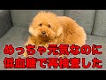 【なんで？】ふだん暴れてるのに健診でまさかの項目で引っかかり再検査してきました。