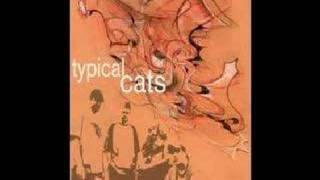 Watch Typical Cats Qweloquiallisms video