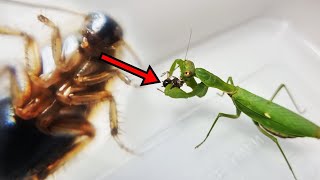 Can A Praying Mantis Hunt The Cockroach?