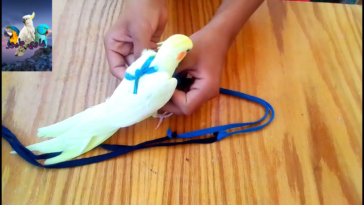 طريقة صناعة الهرانس (السديري) للكوكتيل