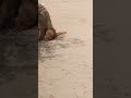 بندر تماشہ #funny #monkey #animals #cute #funnyanimals #cat