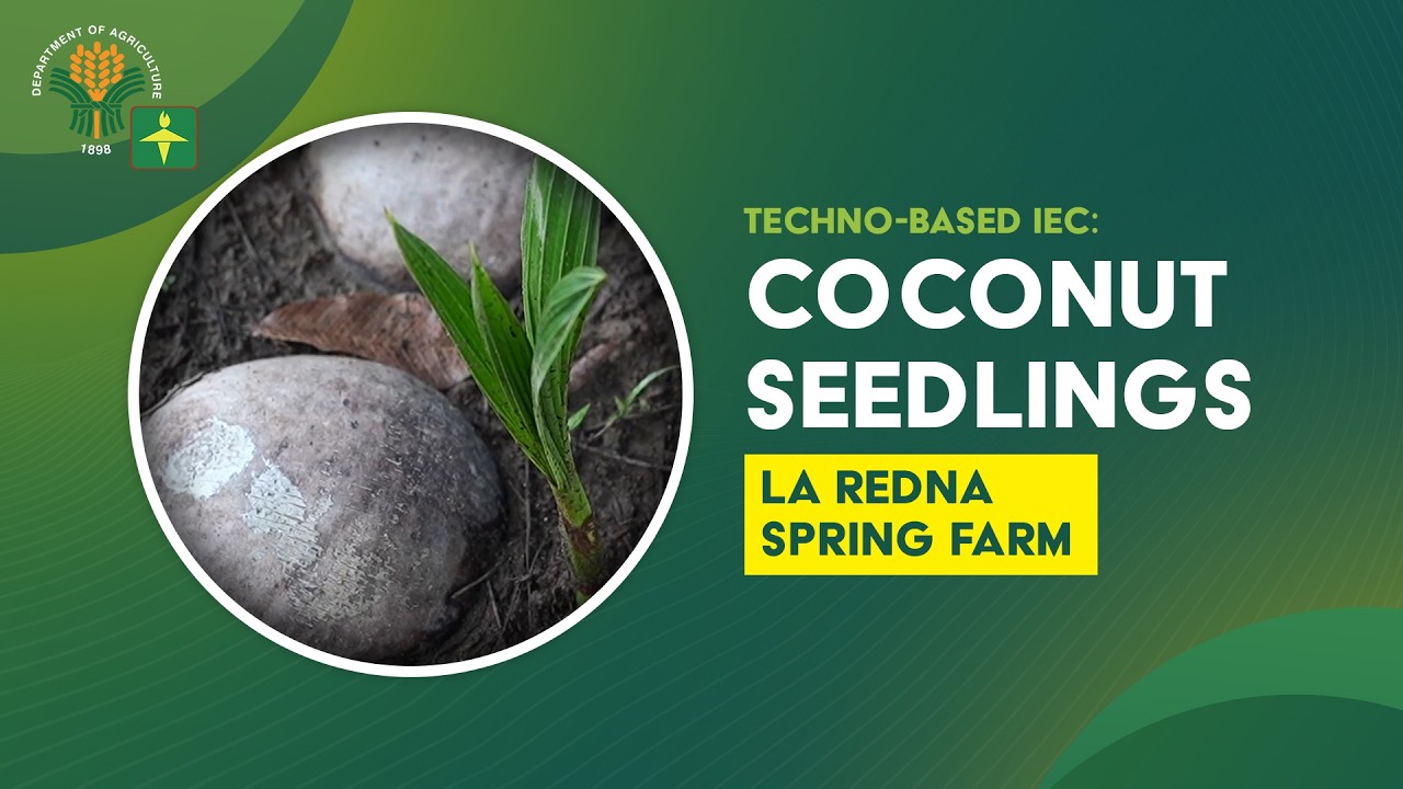 Coconut Seedlings of La Redna Spring Farm