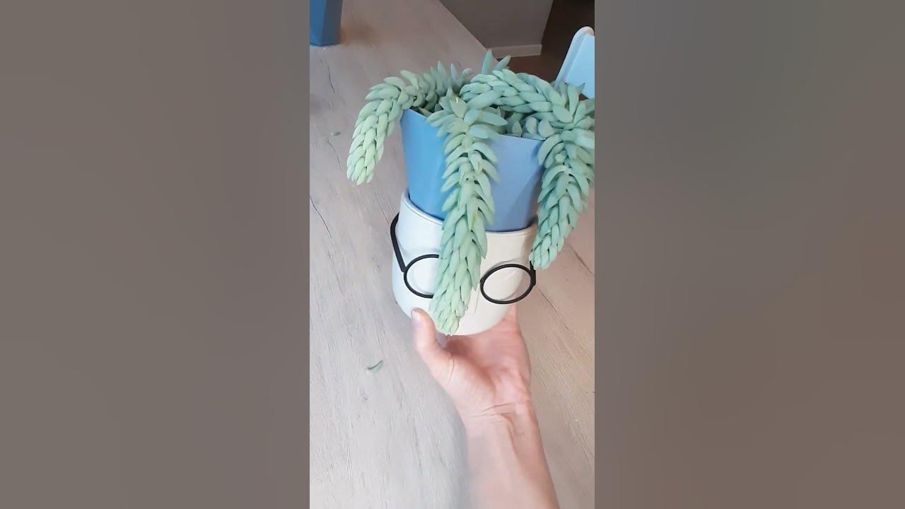 Цветок "ослиный хвост" на подоконник в детскую🤭 #красиво #пересадка # ...