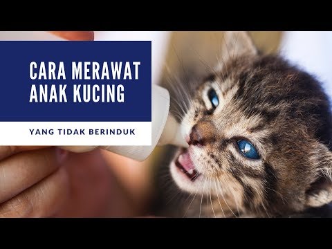 Video: Cara Memberi Makan Anak Kucing Pada 1 Bulan Tanpa Kucing: Cara Memberi Makan Kucing Yang Baru Lahir Di Rumah, Rekomendasi Dari Dokter Hewan