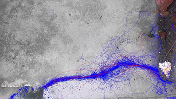 Motion Tracking of Ants