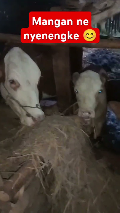 mangan ne nyenengke #cow #sapilucu #trendingshorts #shortsviral #anaksapi #shortvideo #shorts #short