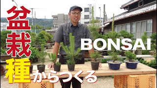 種から盆栽をつくる方法【盆栽・初心者講座】