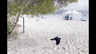 Whitesands beach plus arrival at Port of Airlie  Cruise Whitsundays Morning Tour  17 May 2024