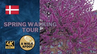 Beautiful Cherry Blossoms In Vesterbro Copenhagen - 4K