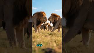 200 little known facts | lions(p3)