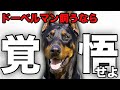 【解説】迎える前に1度見て!ドーベルマンの魅力や注意点について教えます!