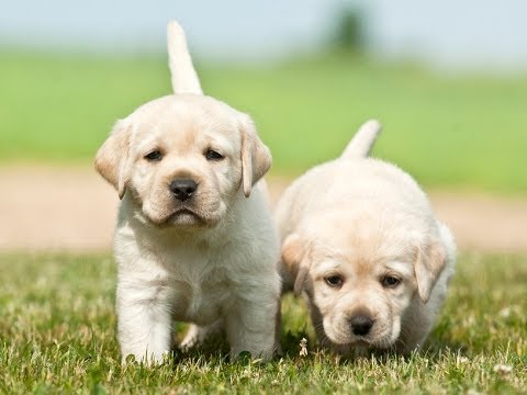 What is a fully grown miniature Lab?