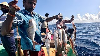 Catching a Lot of Rosy Snapper in the Deep Sea